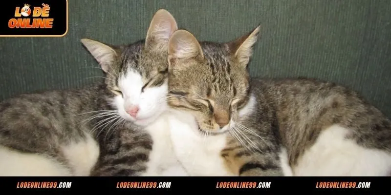 4 tình huống mơ thấy mèo thường gặp