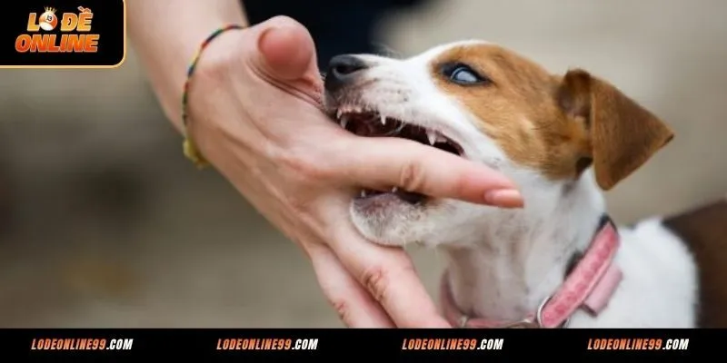 Hé lộ giấc mơ thấy chó cắn đánh con số gì phát tài