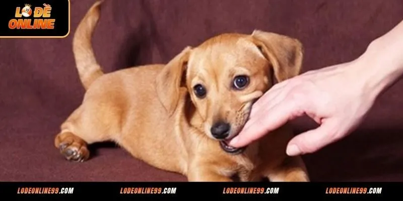 Mơ thấy chó cắn chảy nhiều máu