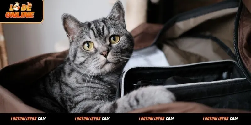 Mơ thấy mèo đánh con số gì giúp bạn về bờ nhanh nhất