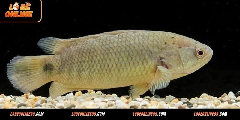 Ý nghĩa giấc mơ thấy cá